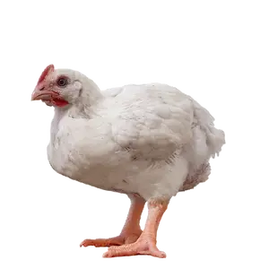 Poulet angefüttert extensiv 3-wöchig