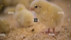 Mastküken Weiss intensiv